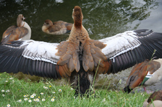 11-Nilgans-017.jpg